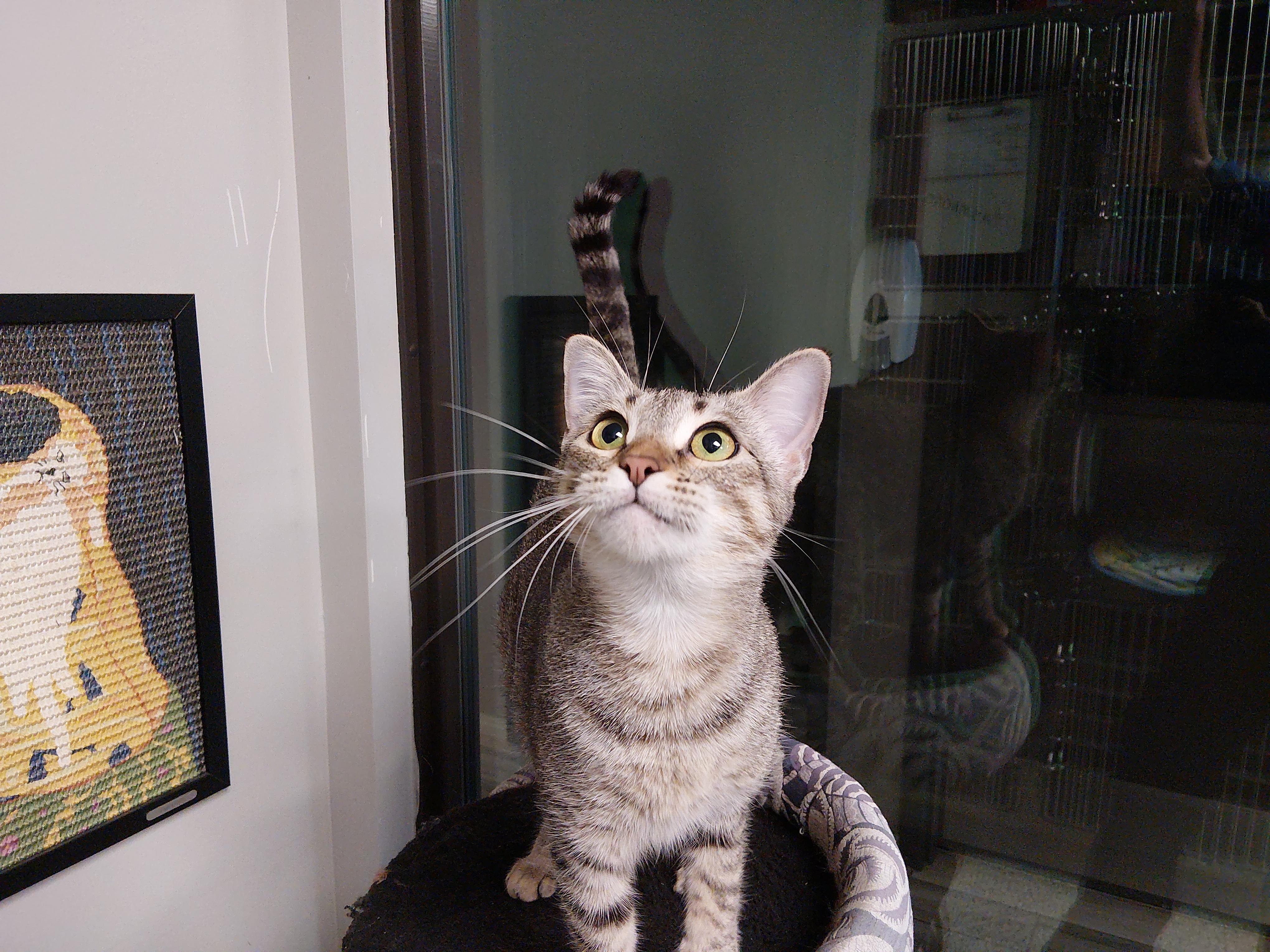 Enlarge Mary Kate, a Adoptable Domestic Short Hair in Liberty, MO image 5/5