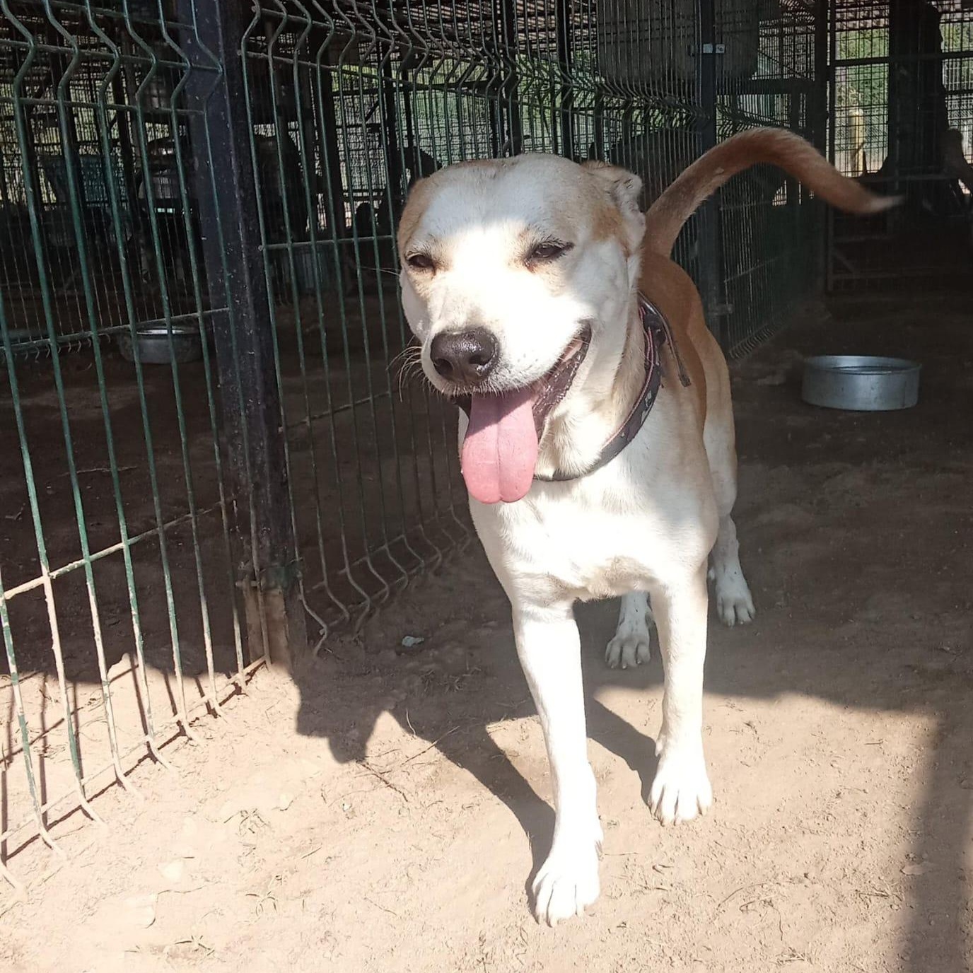 Enlarge Ponchito, a Adoptable Mixed Breed in Las Jarretaderas, NAY image 1/6
