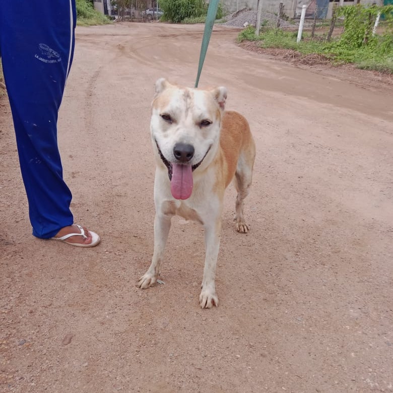 Ponchito, a Adoptable Mixed Breed in Las Jarretaderas, NAY image 5/6