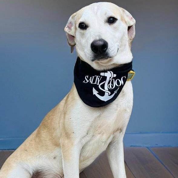 Ponchito, Adoptable, Adult Male Mixed Breed.