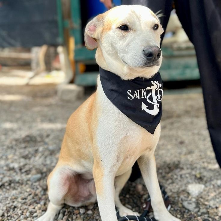 Ponchito, a Adoptable Mixed Breed in Las Jarretaderas, NAY image 2/6