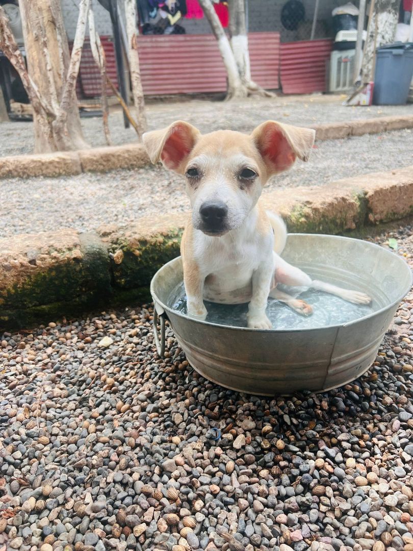 Ponchito, a Adoptable Mixed Breed in Las Jarretaderas, NAY image 6/6