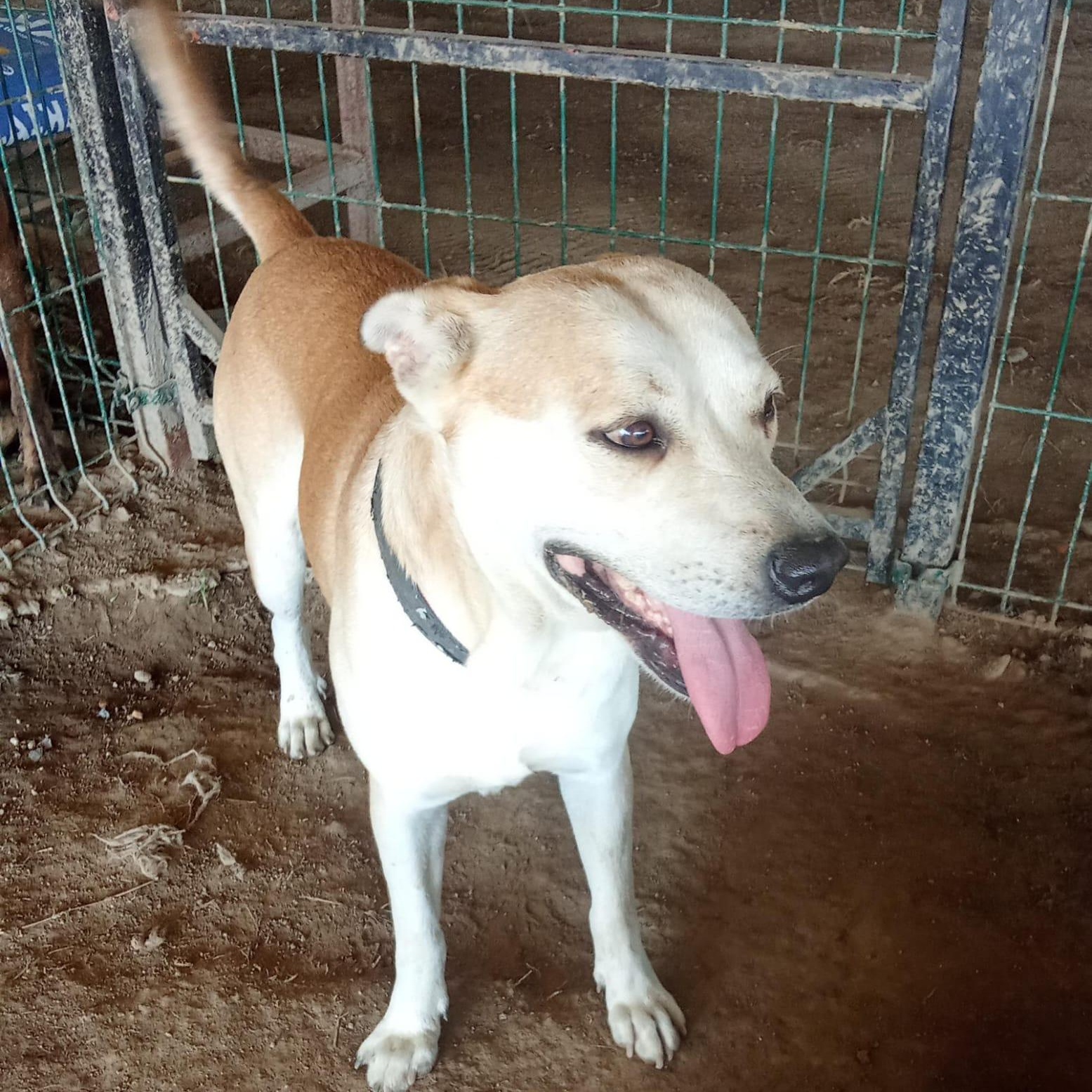 Enlarge Ponchito, a Adoptable Mixed Breed in Las Jarretaderas, NAY image 2/6