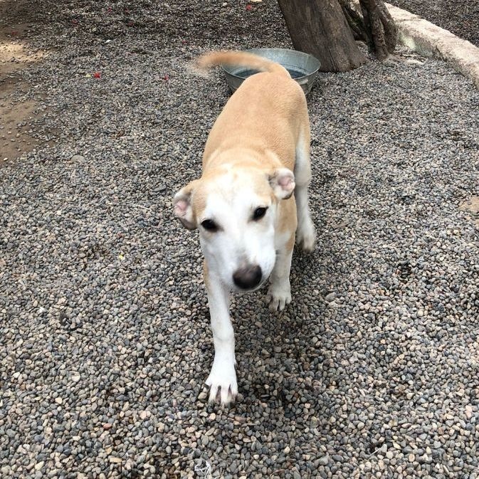 Ponchito, a Adoptable Mixed Breed in Las Jarretaderas, NAY image 4/6