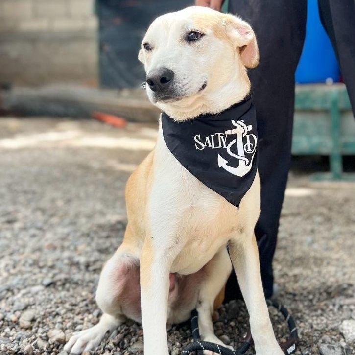 Ponchito, a Adoptable Mixed Breed in Las Jarretaderas, NAY image 3/6