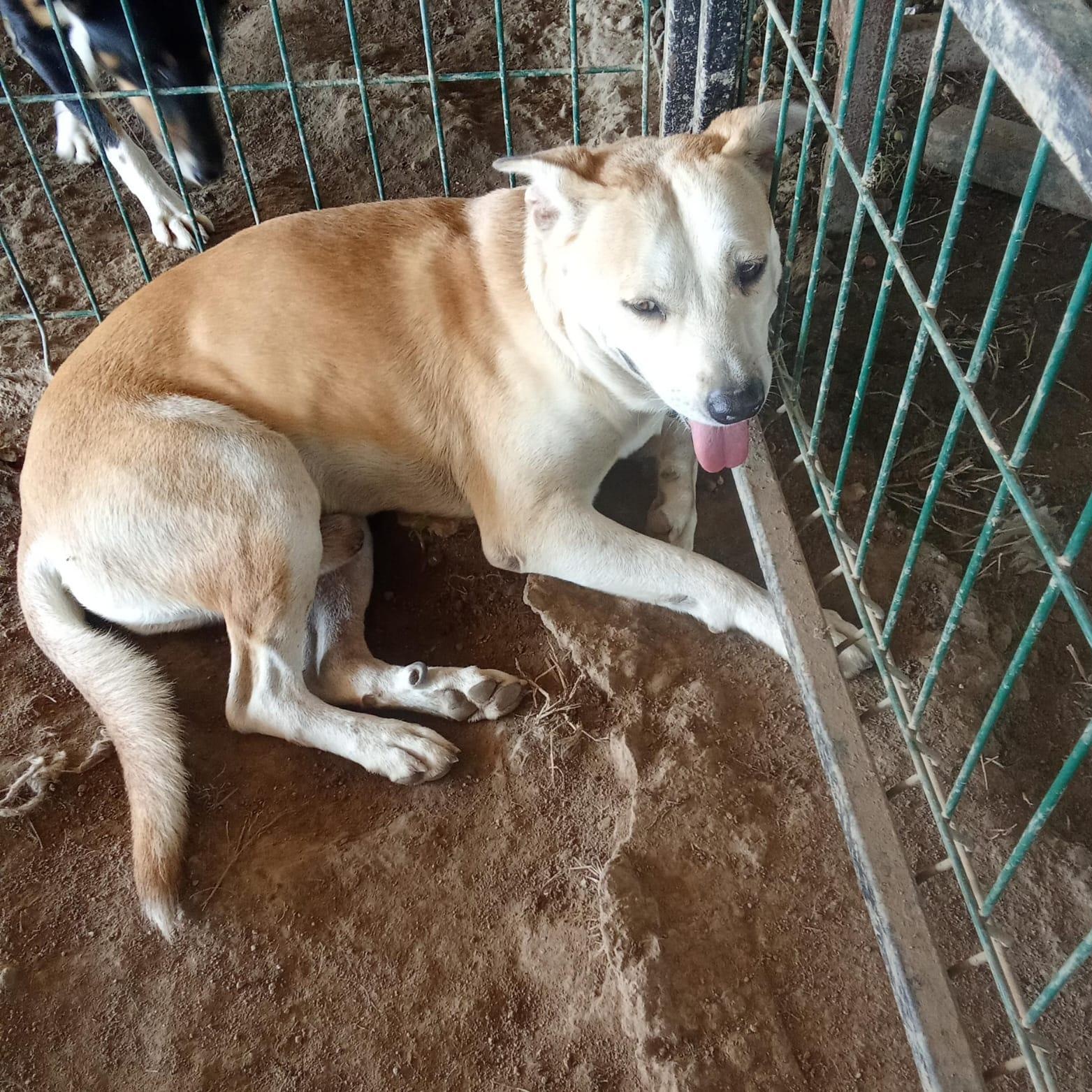 Enlarge Ponchito, a Adoptable Mixed Breed in Las Jarretaderas, NAY image 3/6