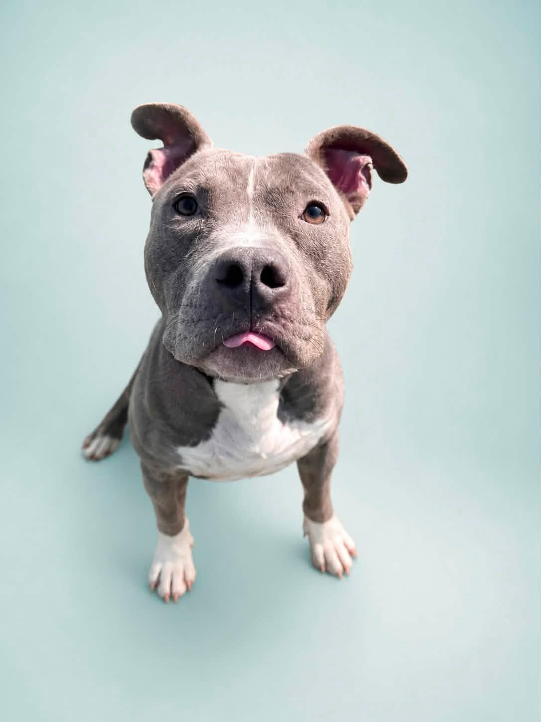 Lucas (fka Lucario), Adopted, Young Male Pit Bull Terrier.