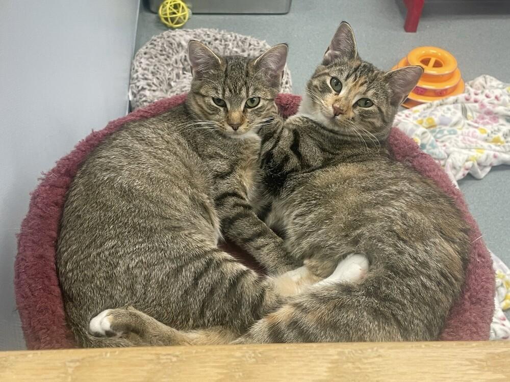 Flea, Adoptable, Kitten Female Domestic Short Hair.