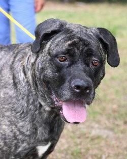 Enlarge DQ 60 Kailey, a Adoptable Cane Corso in Glen Allen, VA image 3/3