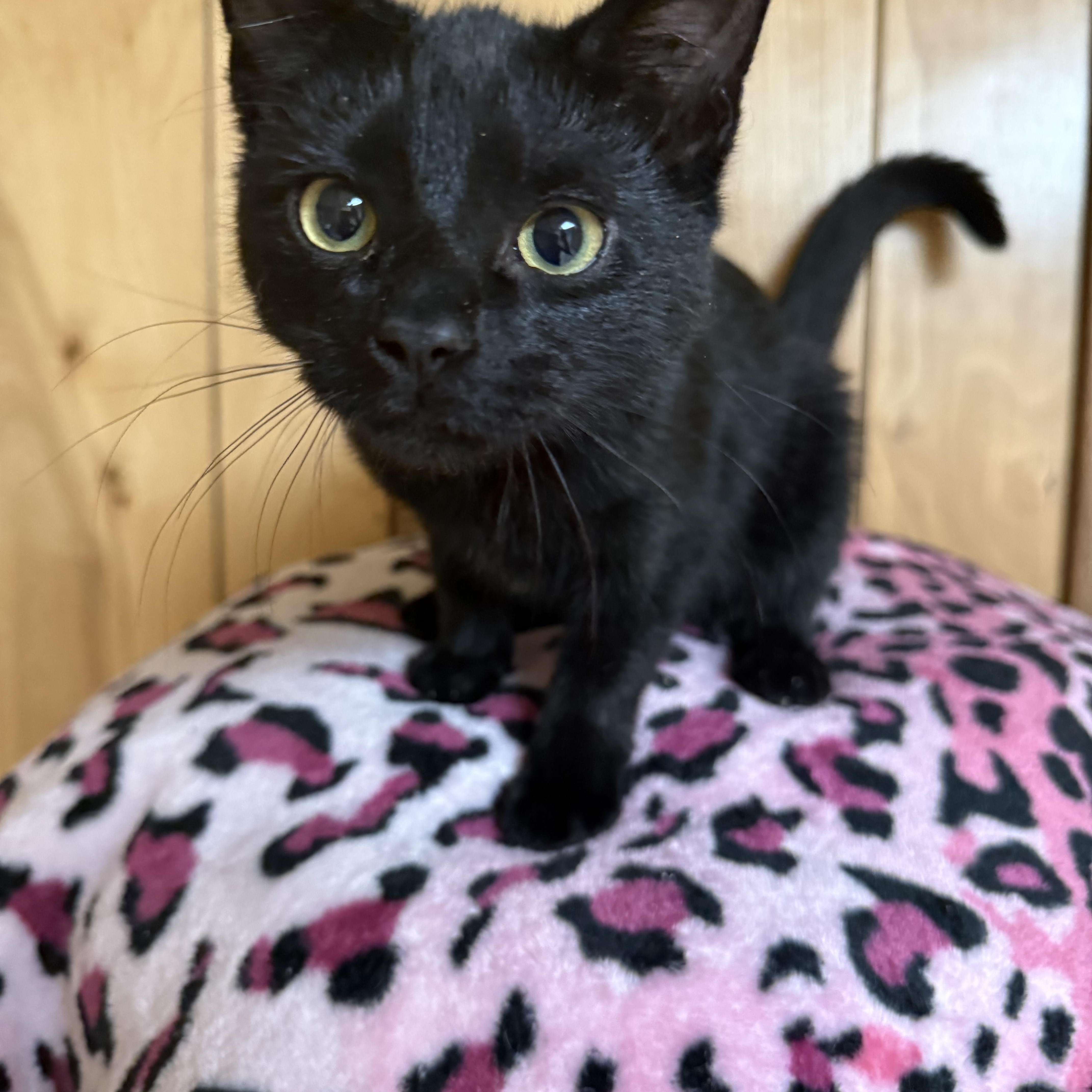 Enlarge Spike, Voodoo, Venom, Bullet & Bones, a Adoptable Domestic Short Hair in Frewsburg, NY image 4/6