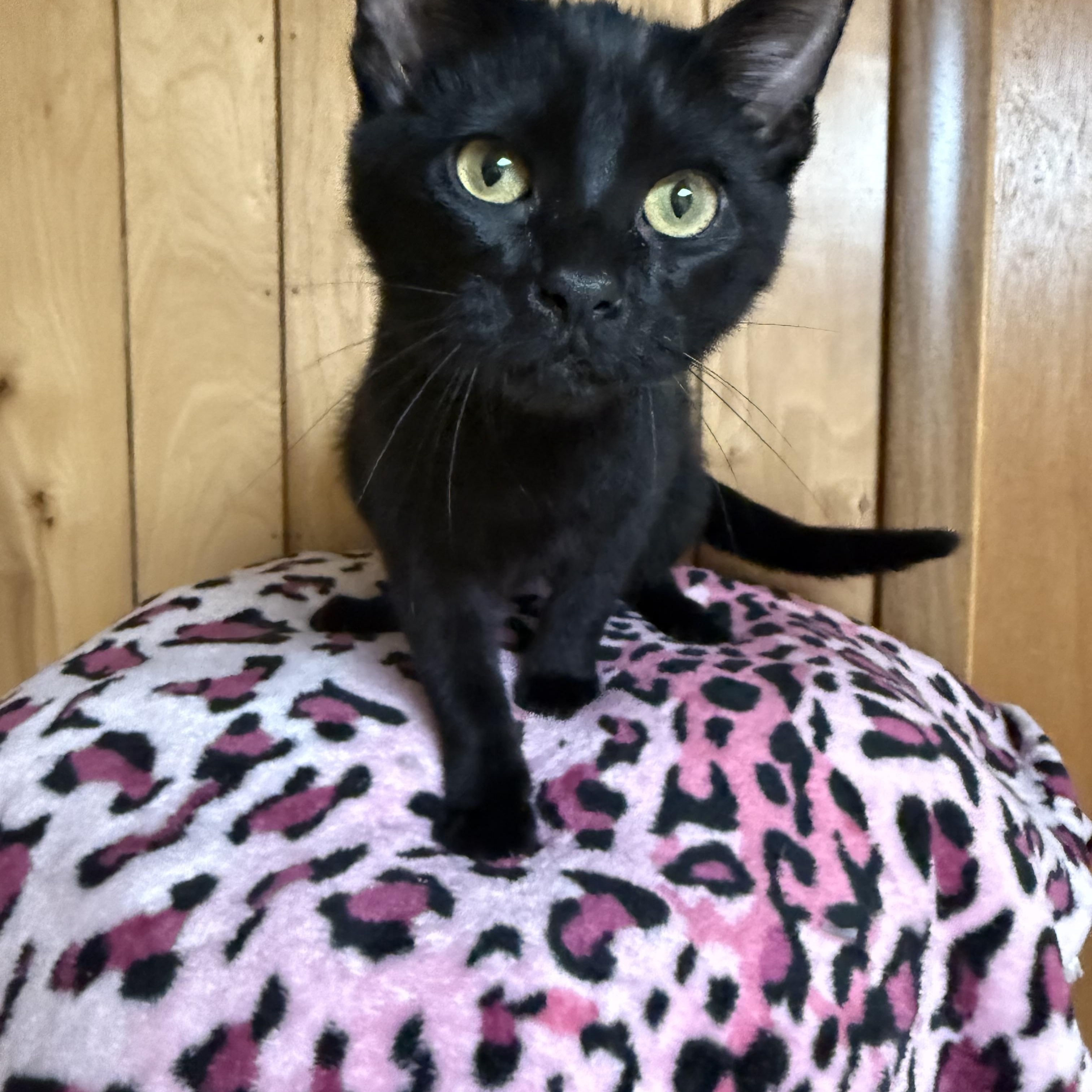 Enlarge Spike, Voodoo, Venom, Bullet & Bones, a Adoptable Domestic Short Hair in Frewsburg, NY image 3/6