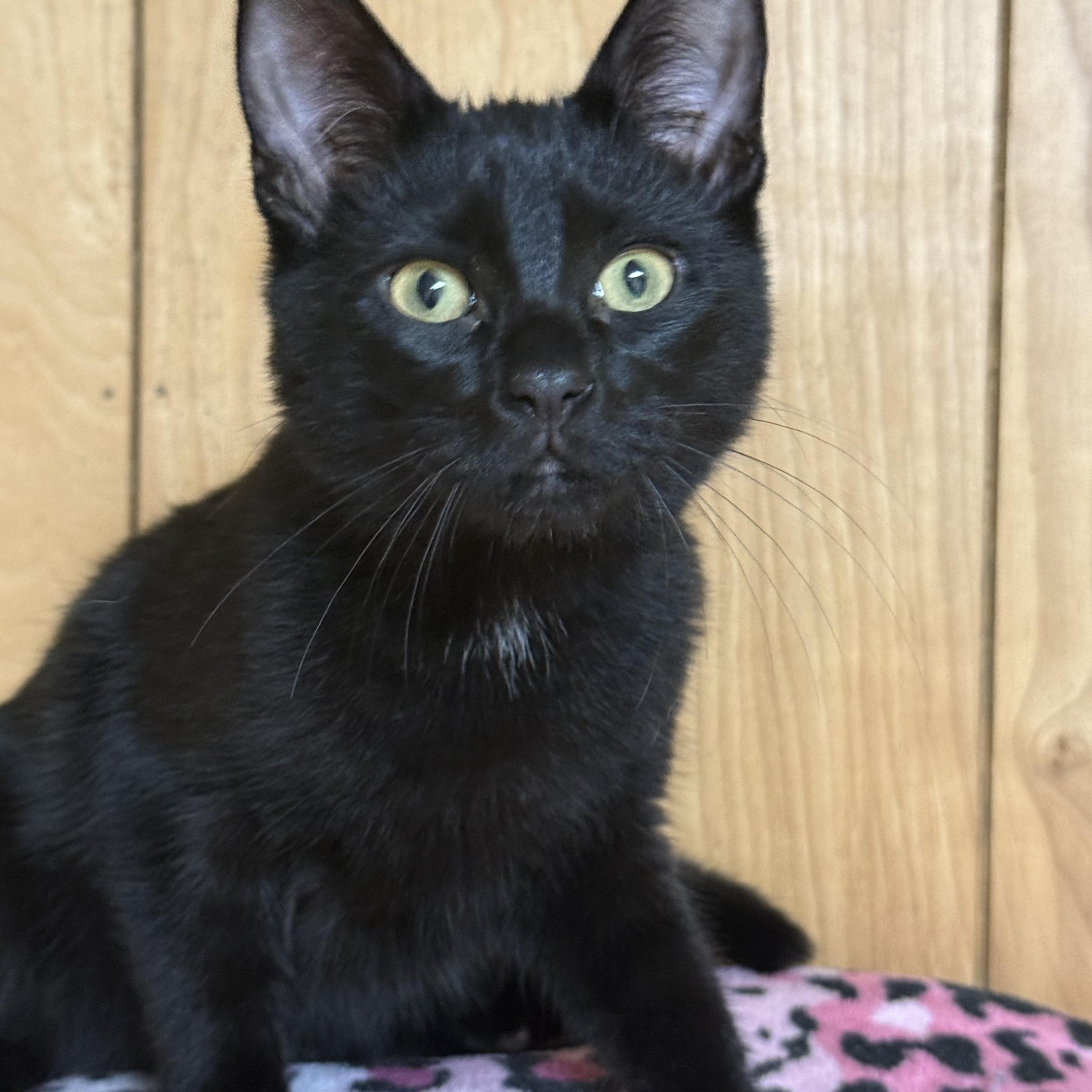 Enlarge Spike, Voodoo, Venom, Bullet & Bones, a Adoptable Domestic Short Hair in Frewsburg, NY image 2/6
