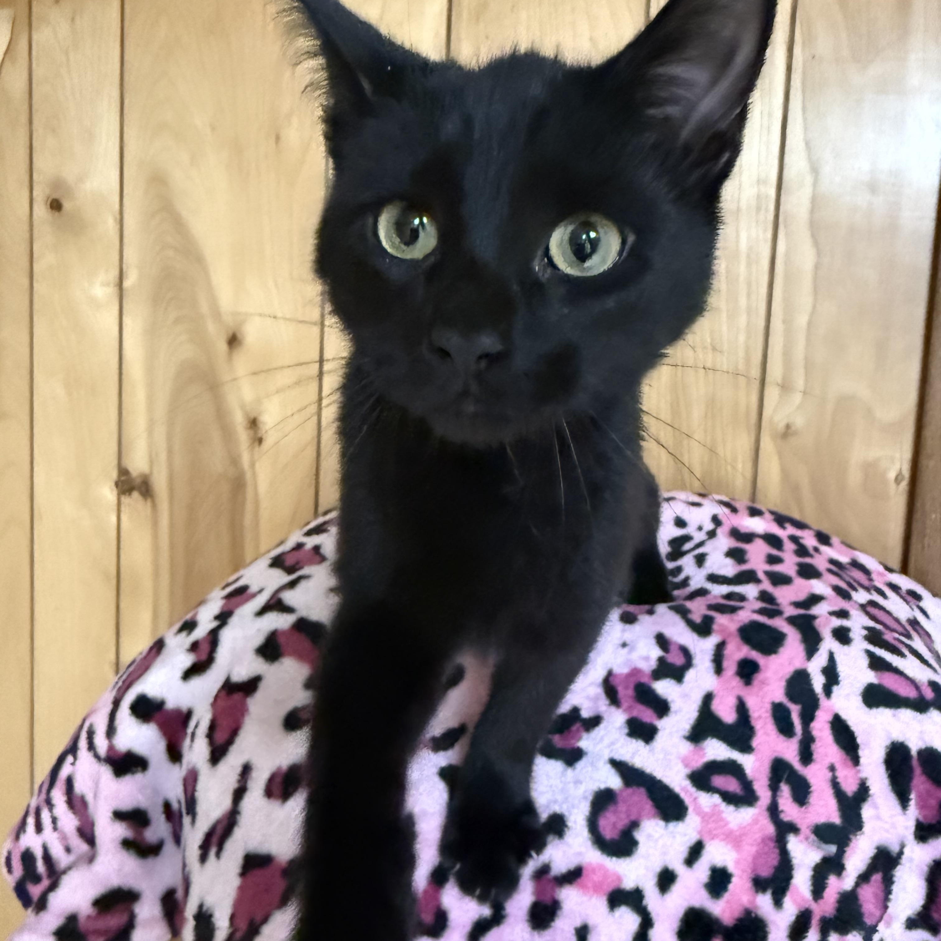 Enlarge Spike, Voodoo, Venom, Bullet & Bones, a Adoptable Domestic Short Hair in Frewsburg, NY image 6/6