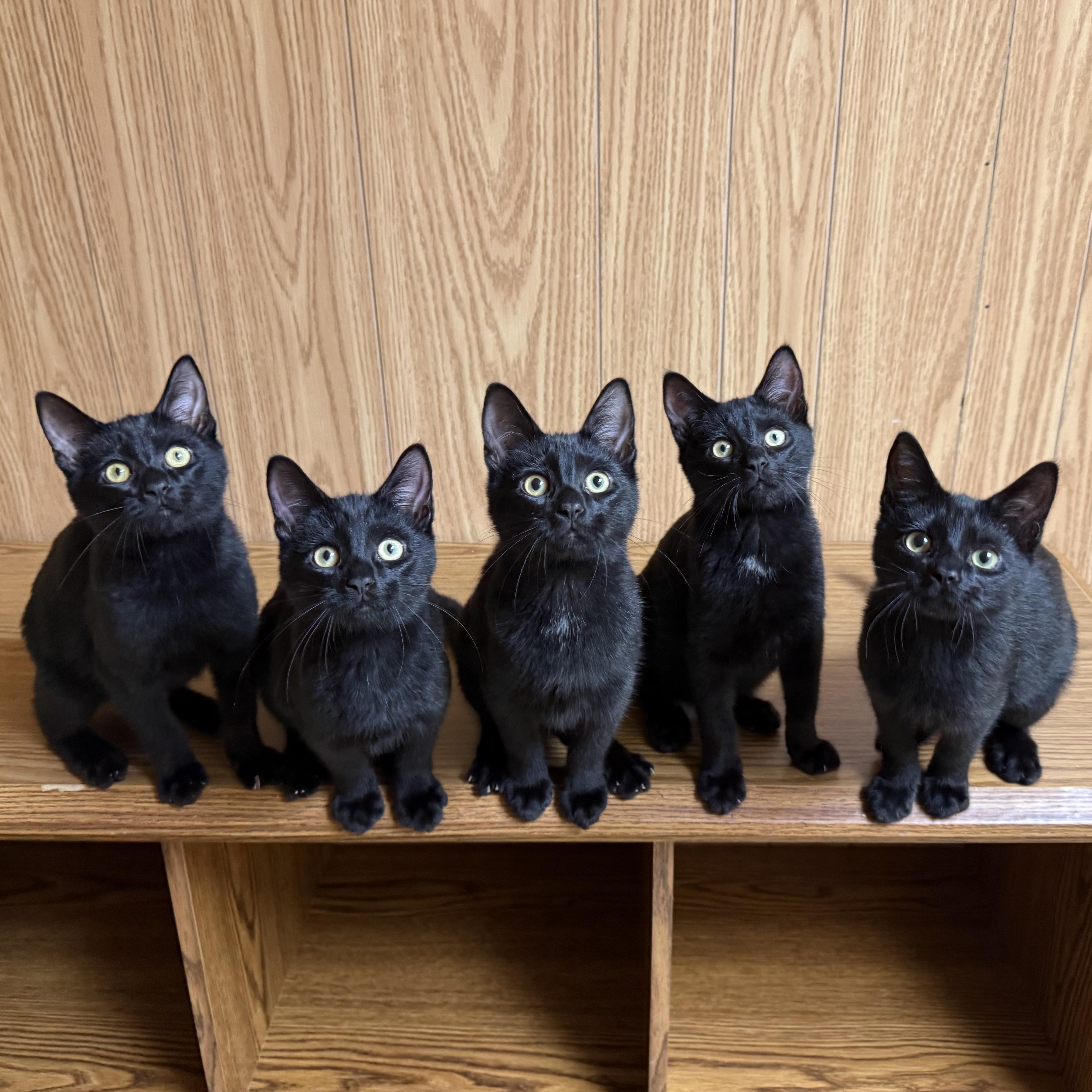 Spike, Voodoo, Venom, Bullet & Bones, Adoptable, Kitten Male Domestic Short Hair.