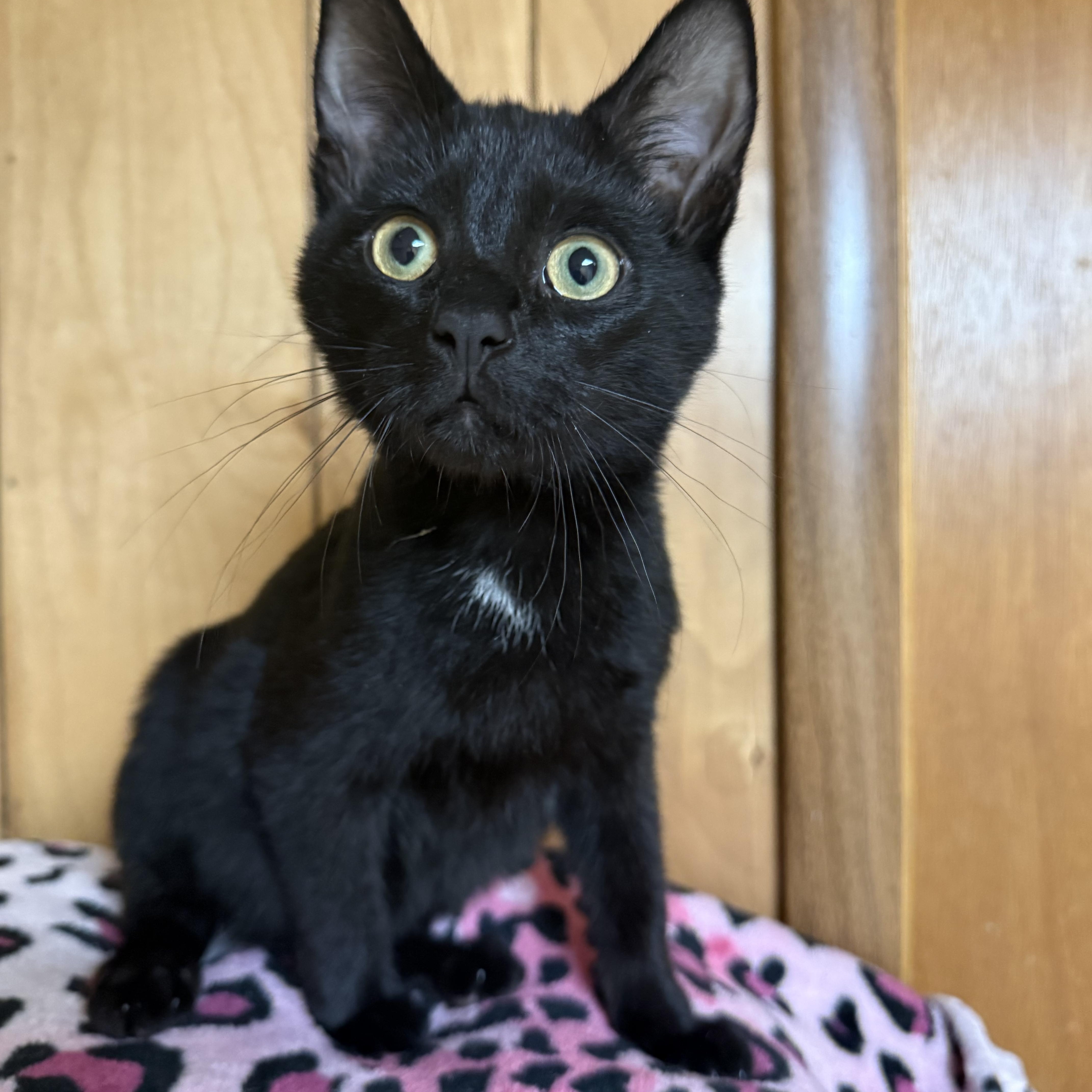 Enlarge Spike, Voodoo, Venom, Bullet & Bones, a Adoptable Domestic Short Hair in Frewsburg, NY image 5/6