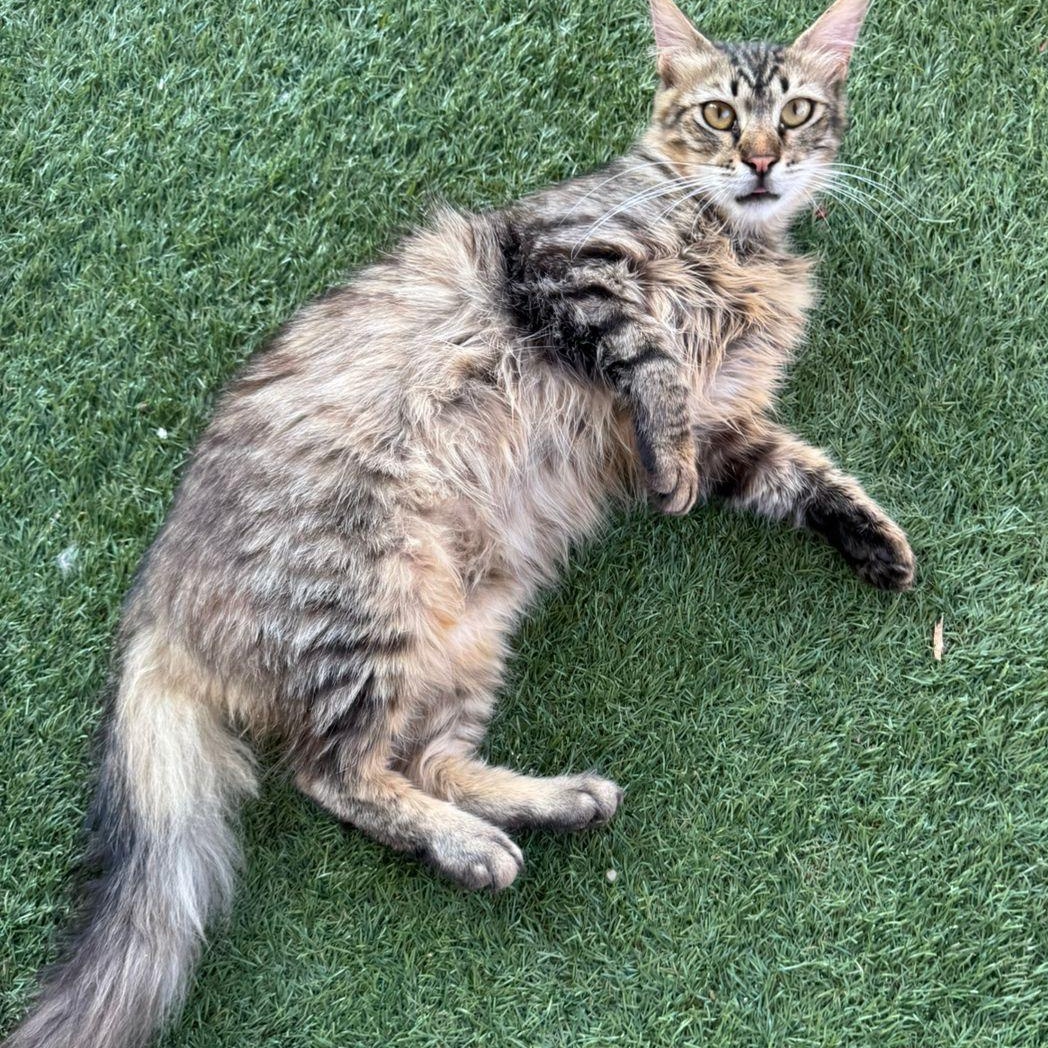 Gus- super friendly and sweet, Young Male unknown