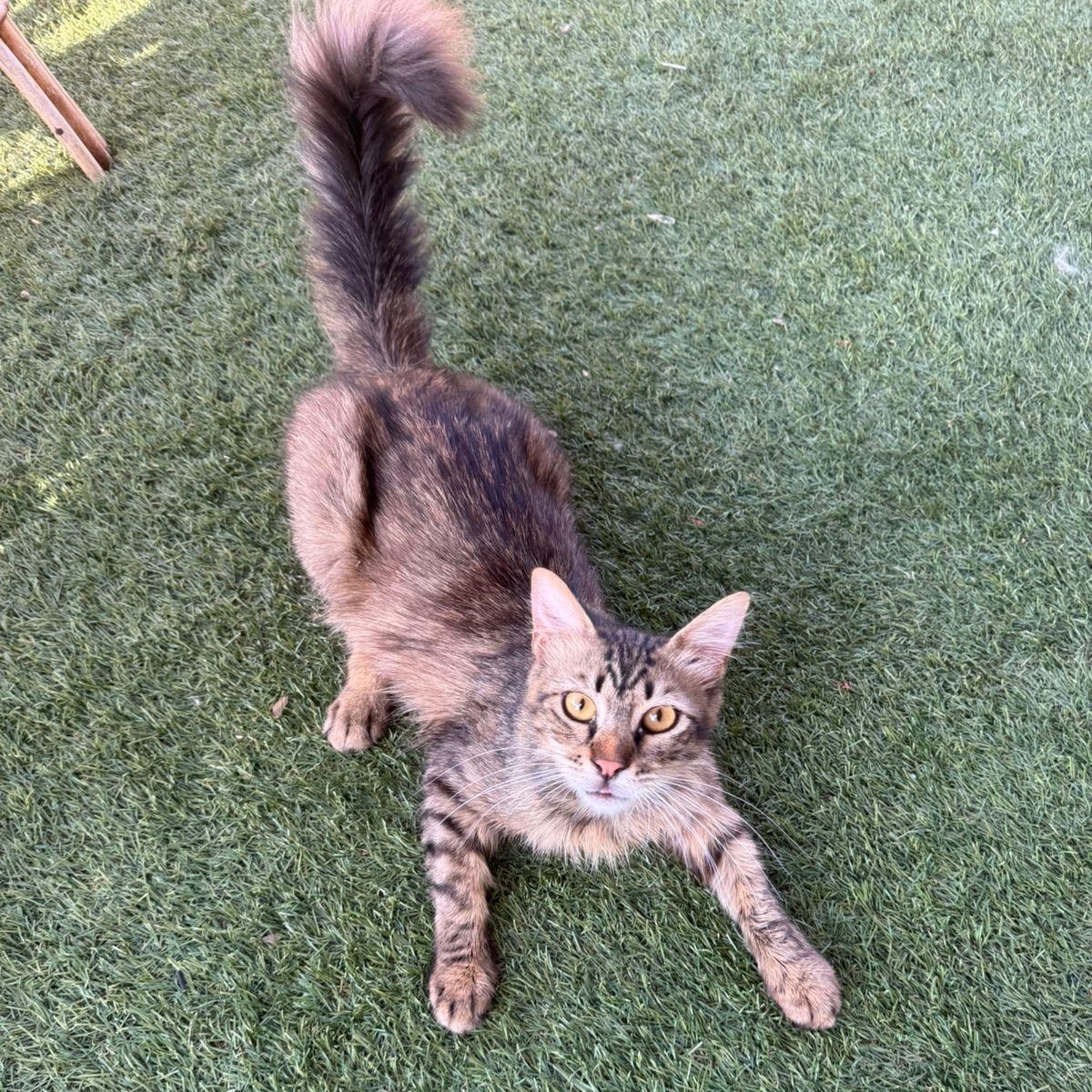 Gus- super friendly and sweet photo 2