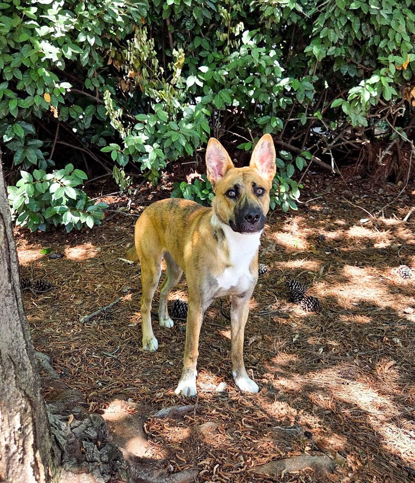 Skye, ADOPTABLE, Young Female Husky.