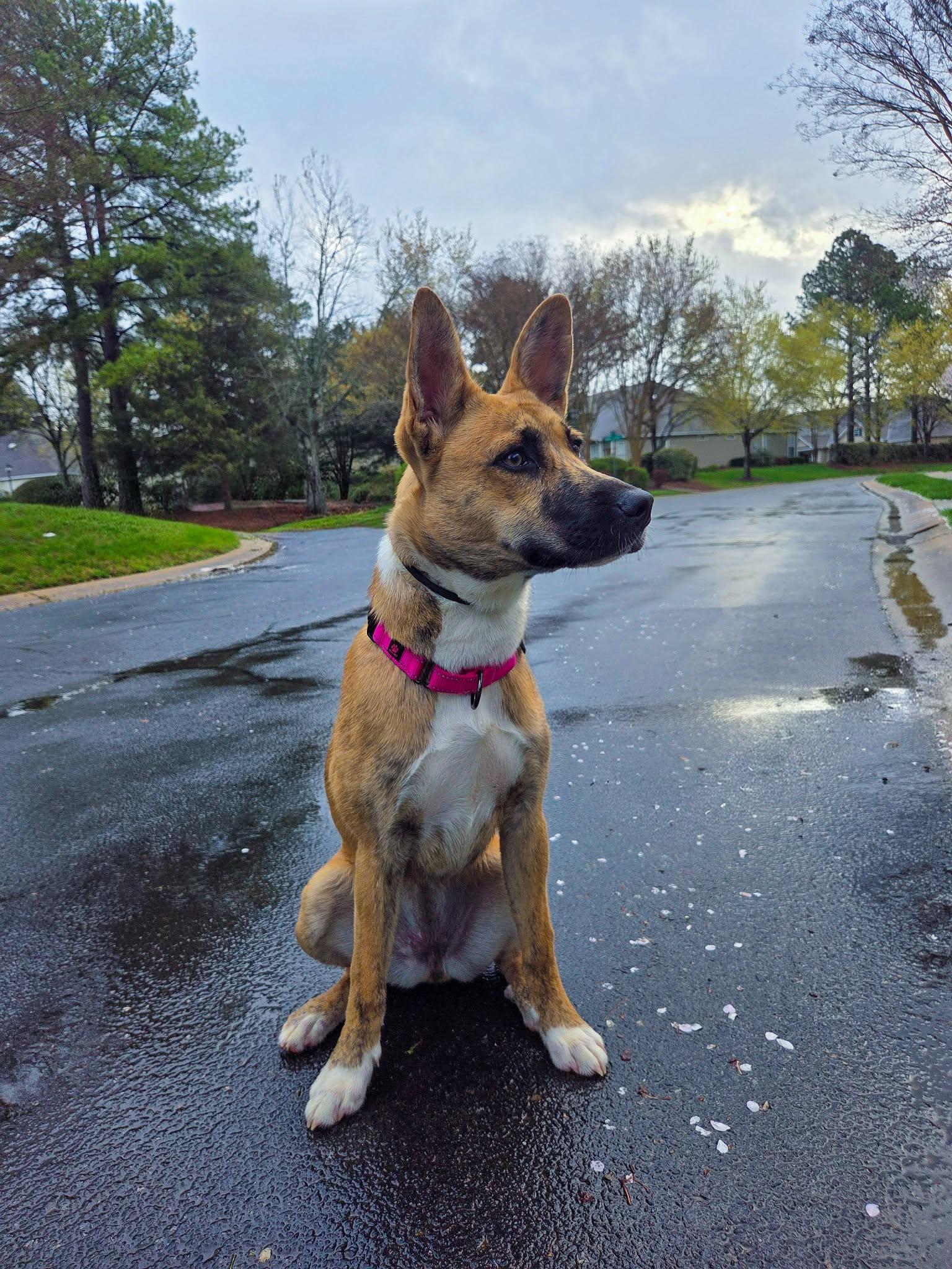 Enlarge Skye, a ADOPTABLE mixed breed in Charlotte, NC image 4/4