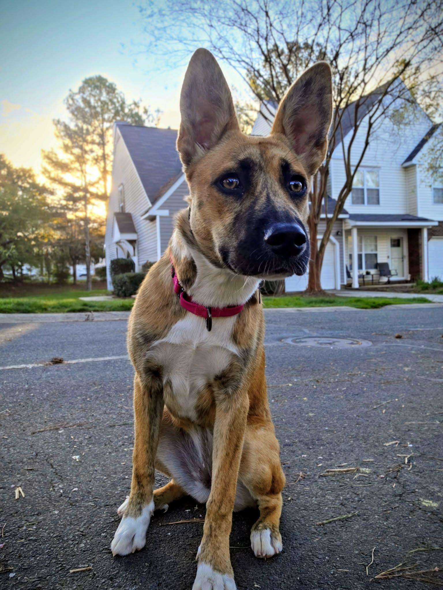 Skye, ADOPTABLE, Young Female Husky.