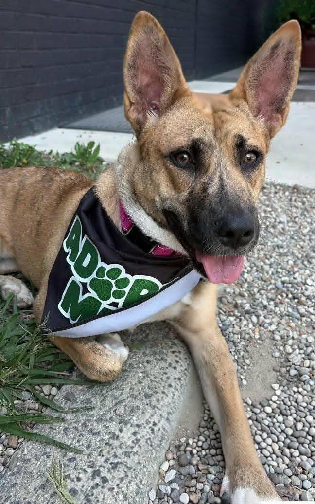 Skye, a ADOPTABLE mixed breed in Charlotte, NC image 4/6
