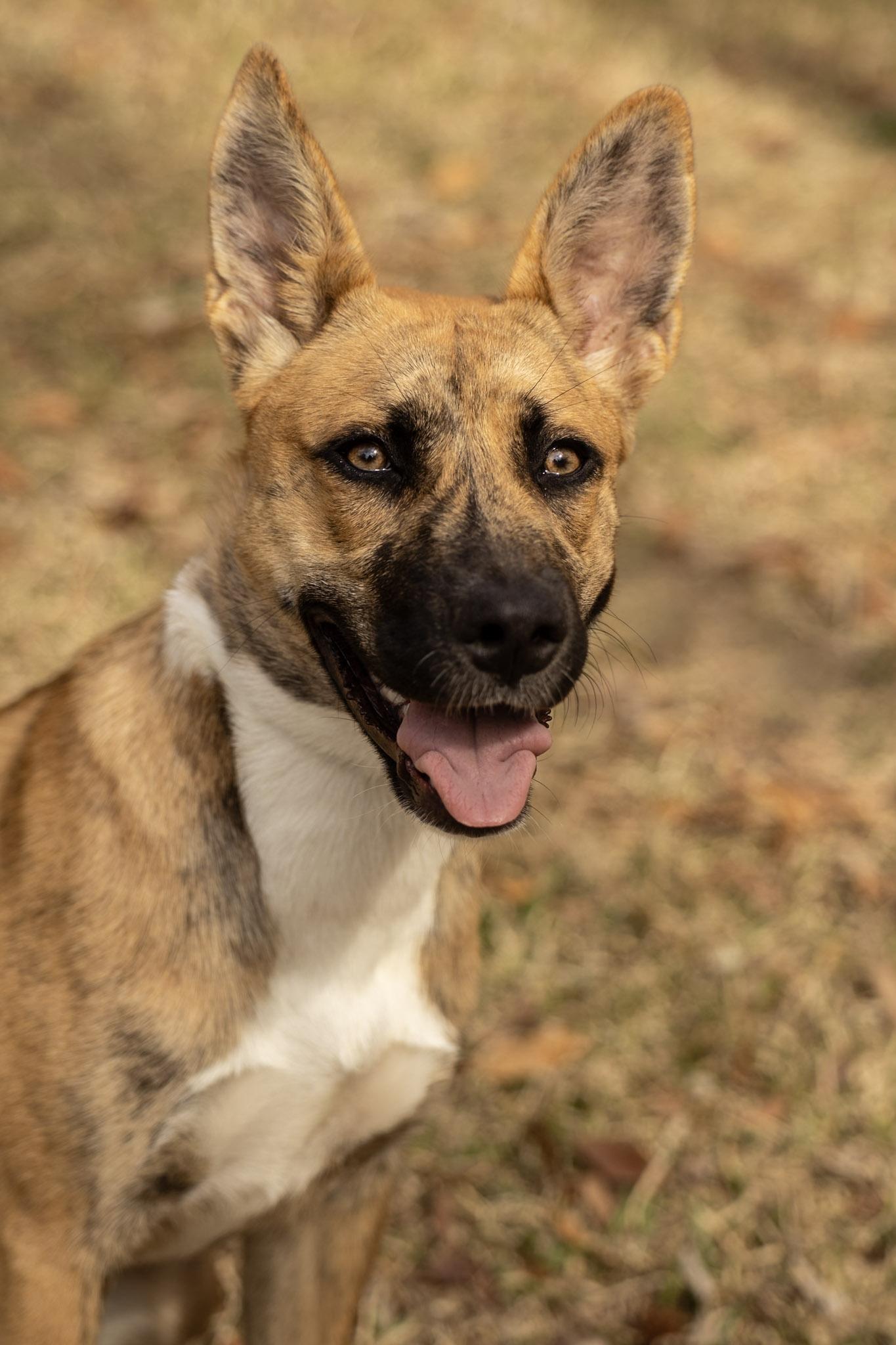 Enlarge Skye, a ADOPTABLE mixed breed in Charlotte, NC image 1/4