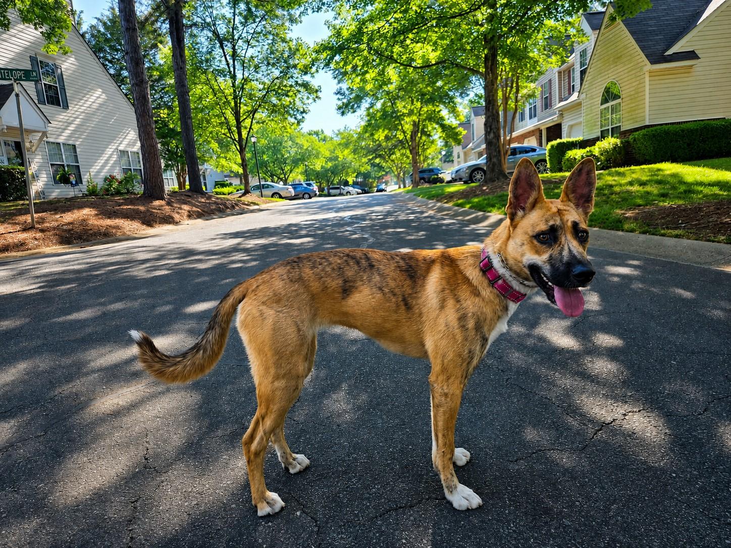 Skye, a ADOPTABLE mixed breed in Charlotte, NC image 1/6