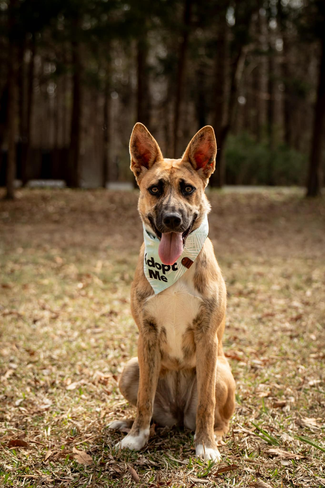 Enlarge Skye, a ADOPTABLE mixed breed in Charlotte, NC image 2/2