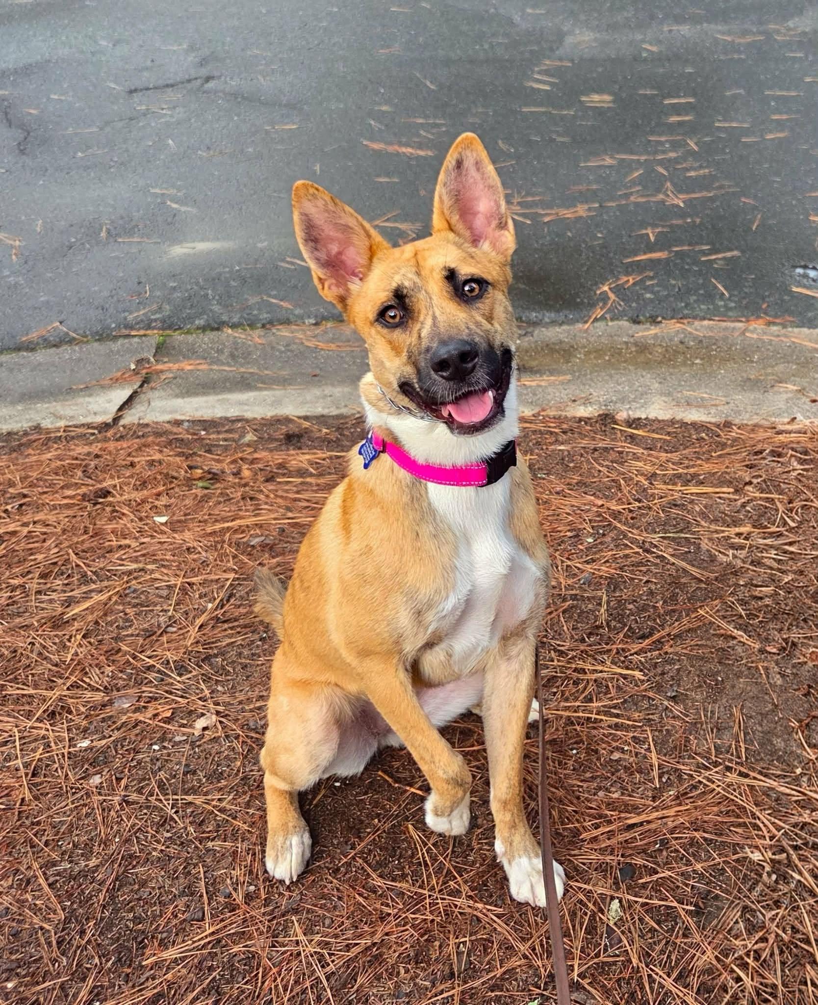Skye, ADOPTABLE, Young Female Husky.