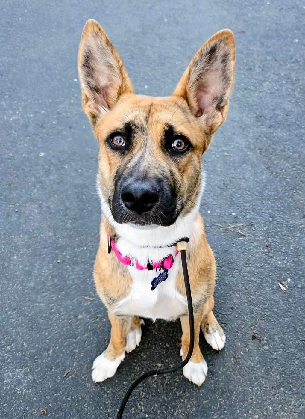 Skye, a ADOPTABLE mixed breed in Charlotte, NC image 2/6