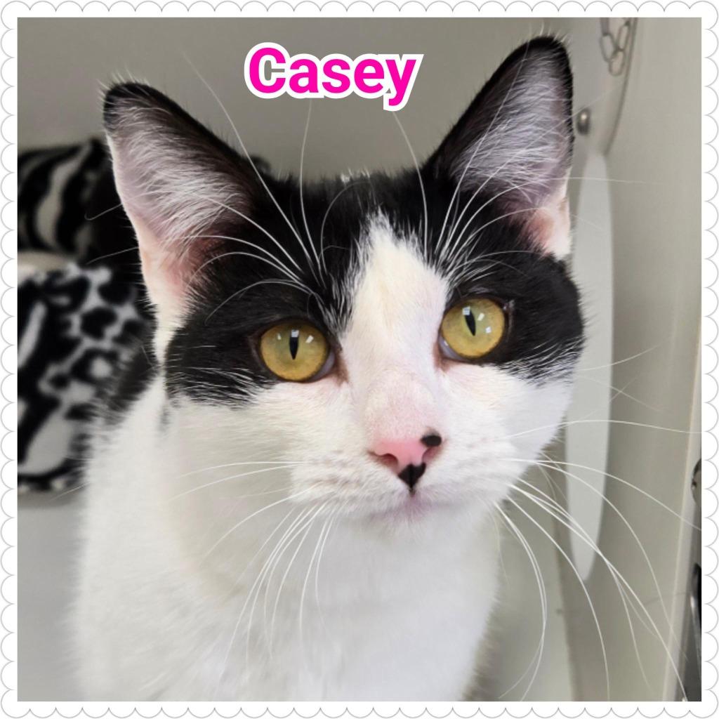 Enlarge Casey, a Adoptable mixed breed in North Saint Paul, MN image 5/6