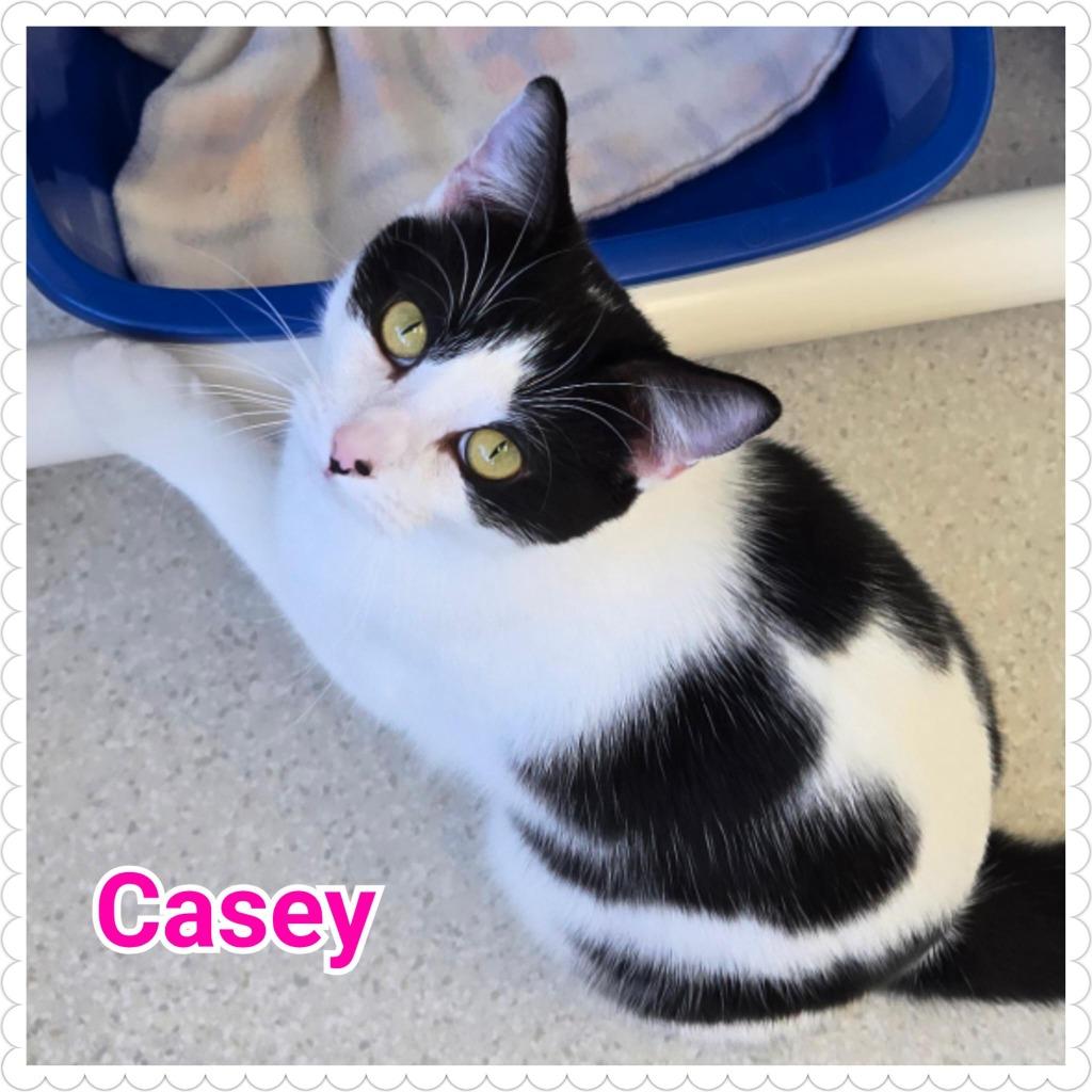 Casey, a Adoptable mixed breed in North Saint Paul, MN image 1/6