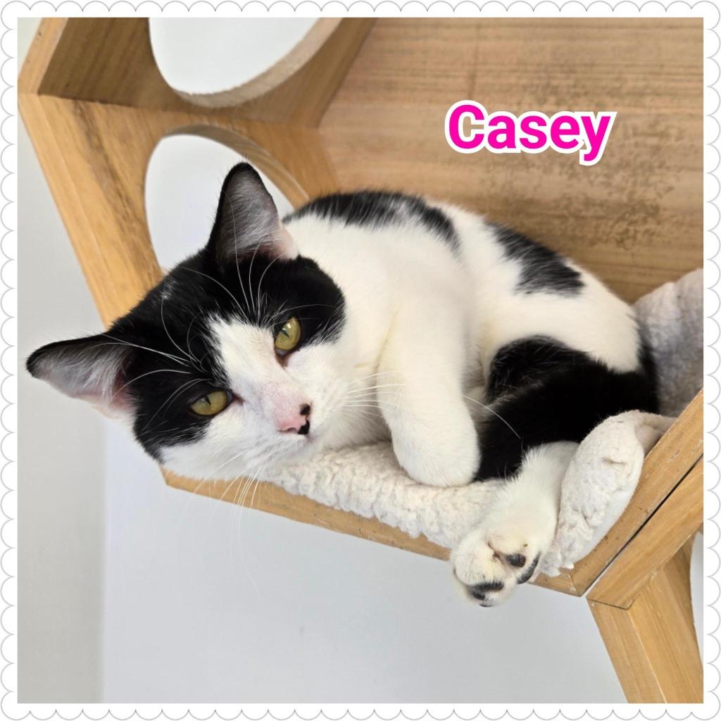 Enlarge Casey, a Adoptable mixed breed in North Saint Paul, MN image 4/6
