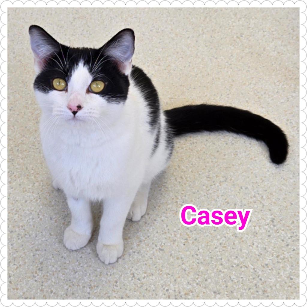 Enlarge Casey, a Adoptable mixed breed in North Saint Paul, MN image 6/6