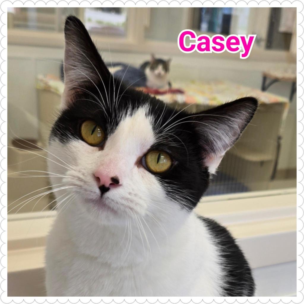 Casey, a Adoptable mixed breed in North Saint Paul, MN image 5/6