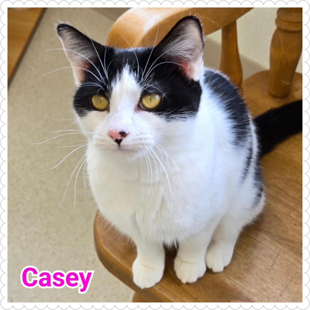 Enlarge Casey, a Adoptable mixed breed in North Saint Paul, MN image 3/6