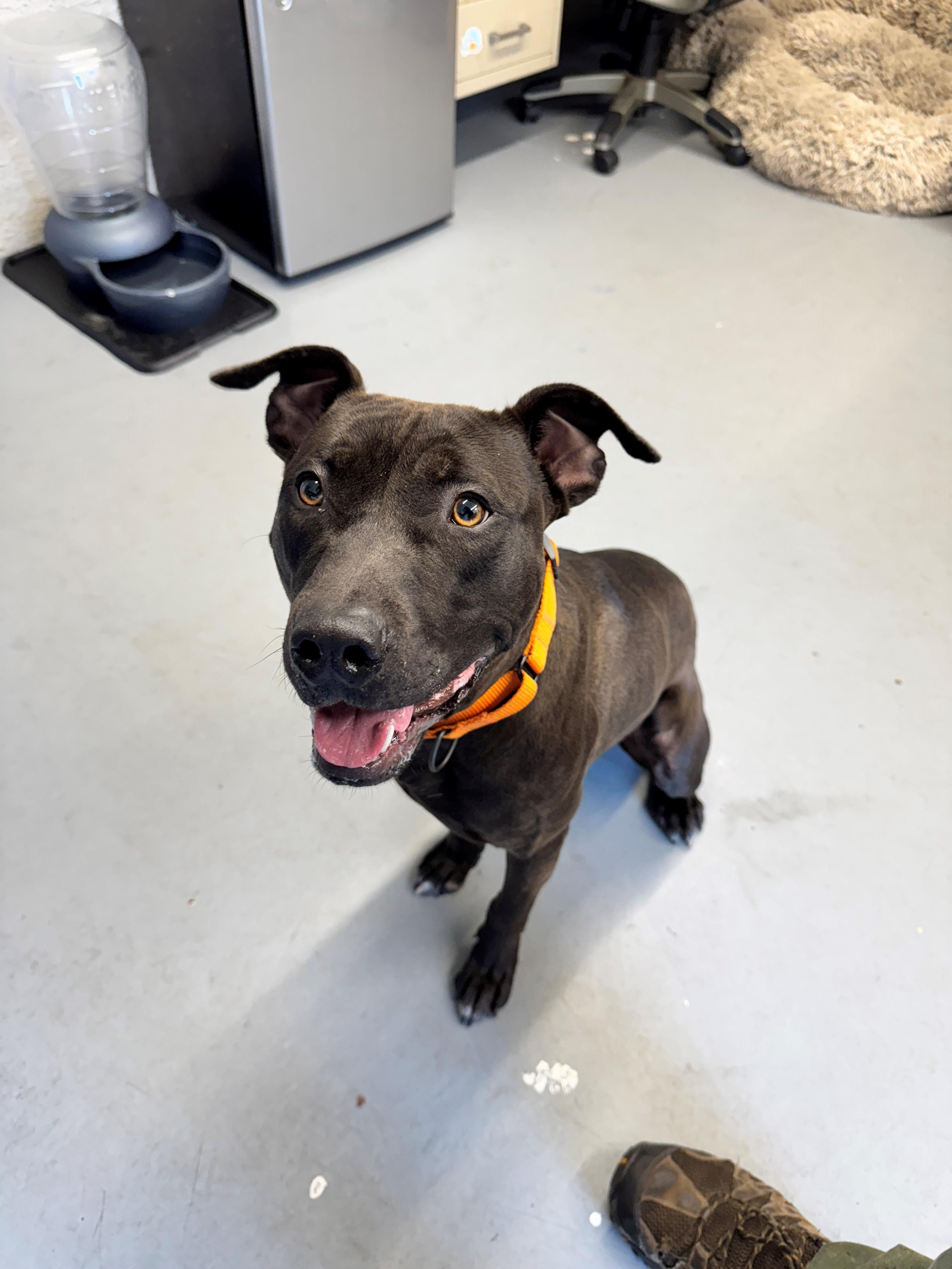 Squiggy, Adopted, Young Male Pit Bull Terrier & Black Labrador Retriever.
