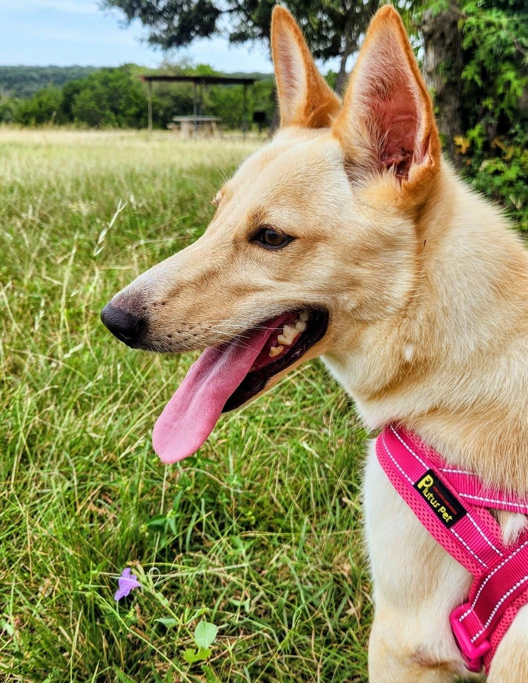 Enlarge Honey Cake (Honey), a ADOPTABLE mixed breed in Temple, TX image 2/5