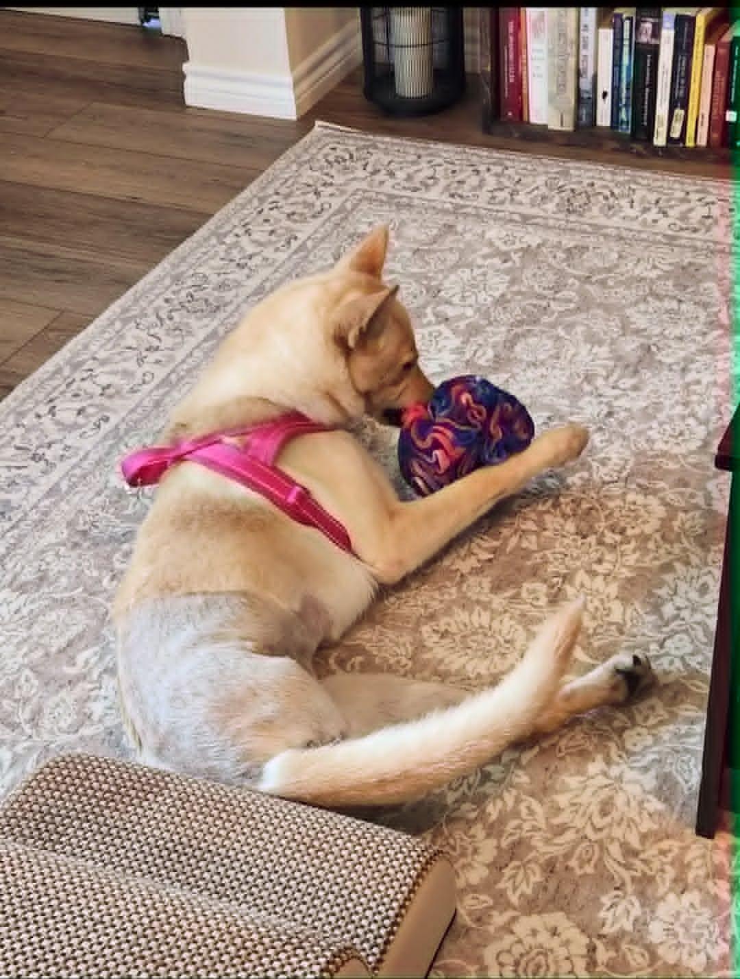 Enlarge Honey Cake (Honey), a ADOPTABLE mixed breed in Temple, TX image 4/5