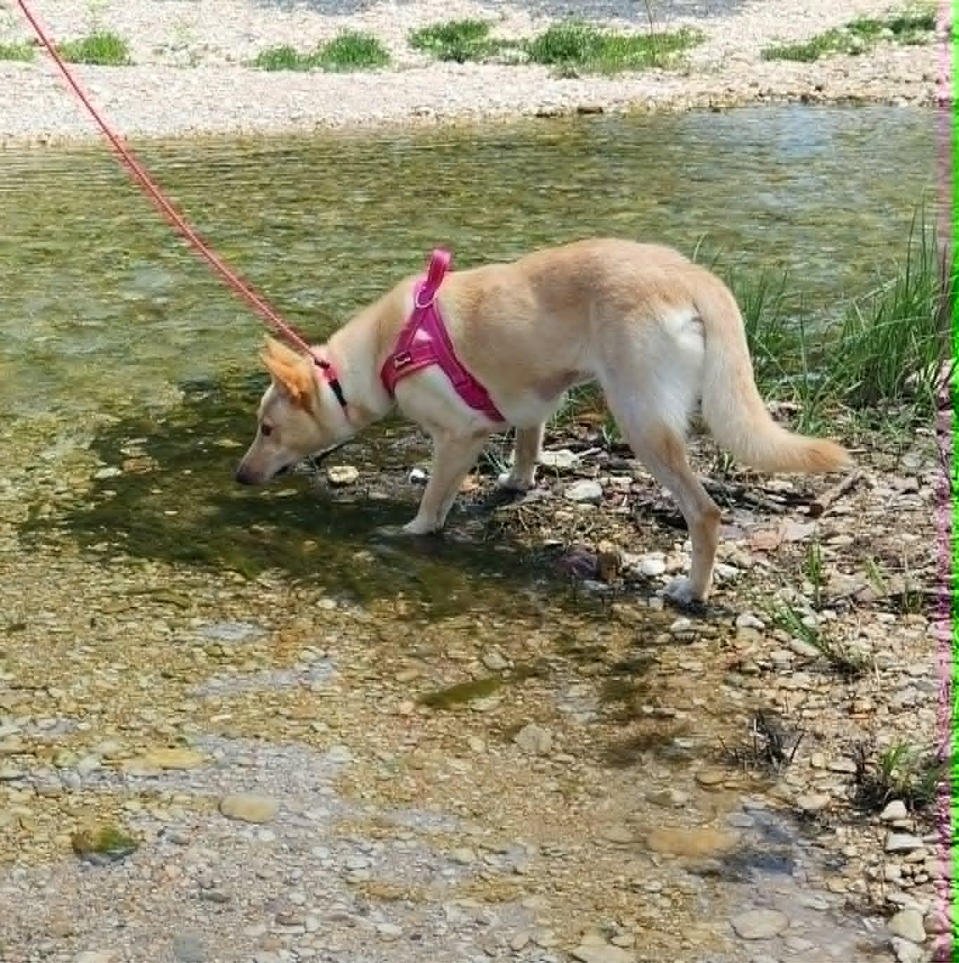 Enlarge Honey Cake (Honey), a ADOPTABLE mixed breed in Temple, TX image 5/5