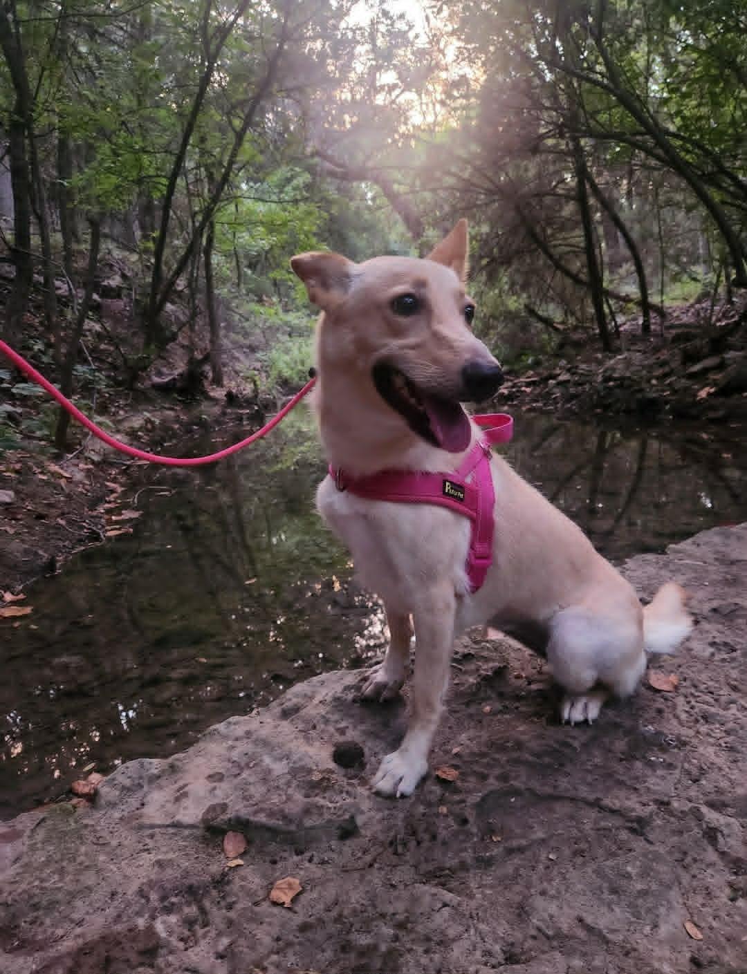 Enlarge Honey Cake (Honey), a ADOPTABLE mixed breed in Temple, TX image 3/5
