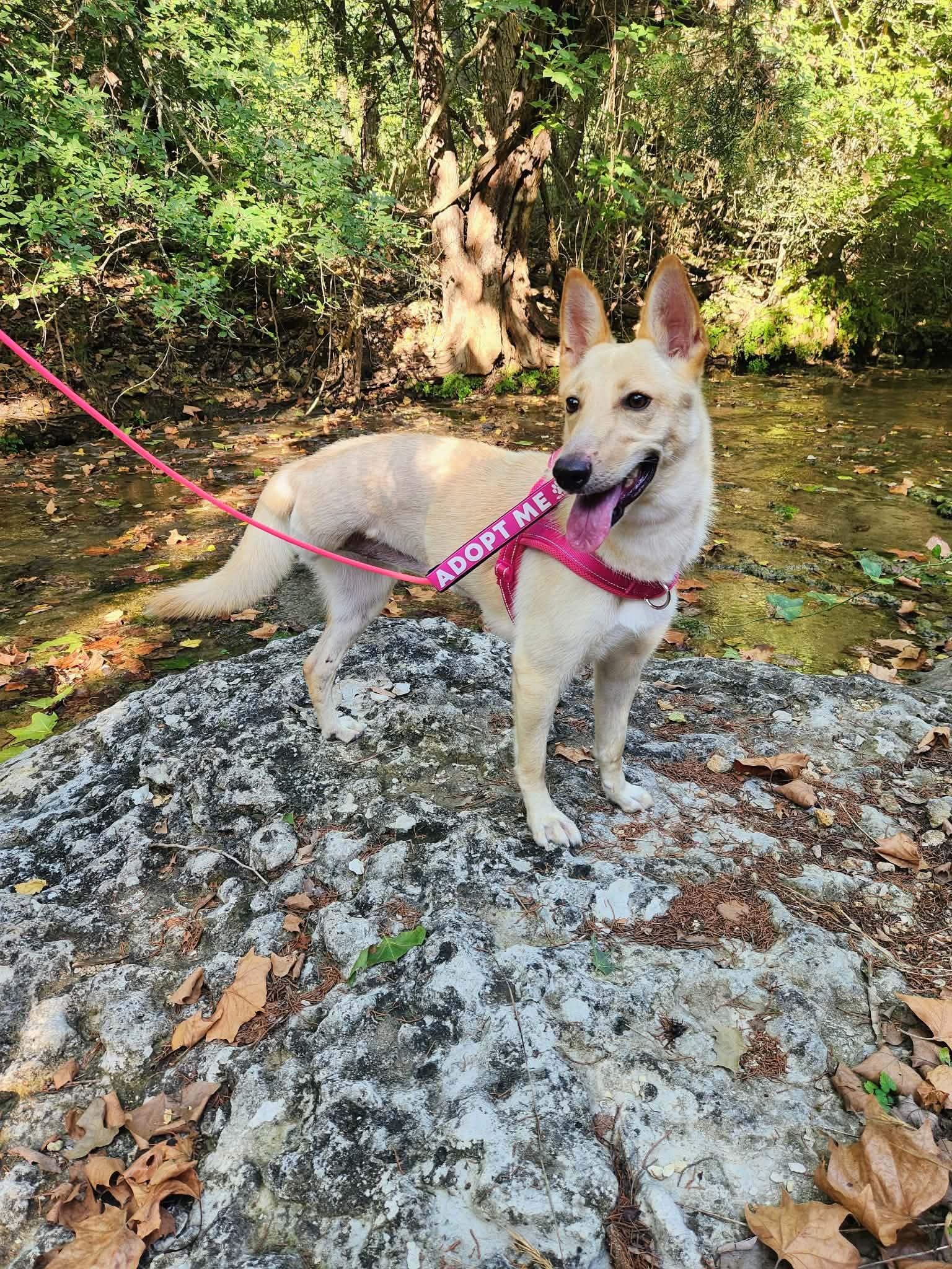 Enlarge Honey Cake (Honey), a ADOPTABLE mixed breed in Temple, TX image 1/5