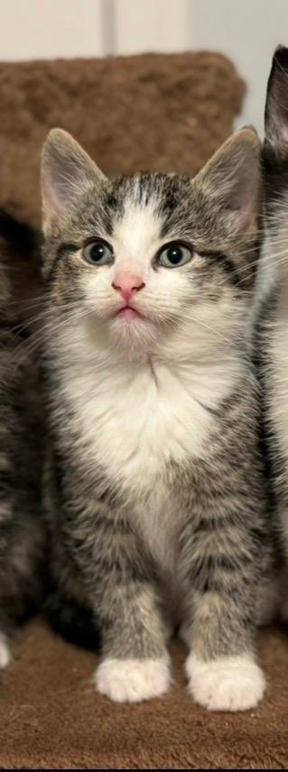 Enlarge Thistle, a ADOPTABLE mixed breed in Staunton, VA image 1/1