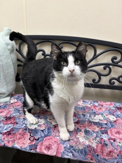 Twist, Adoptable, Senior Male Domestic Short Hair & Domestic Short Hair.