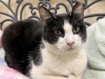 Twist, Adoptable, Senior Male Domestic Short Hair & Domestic Short Hair.