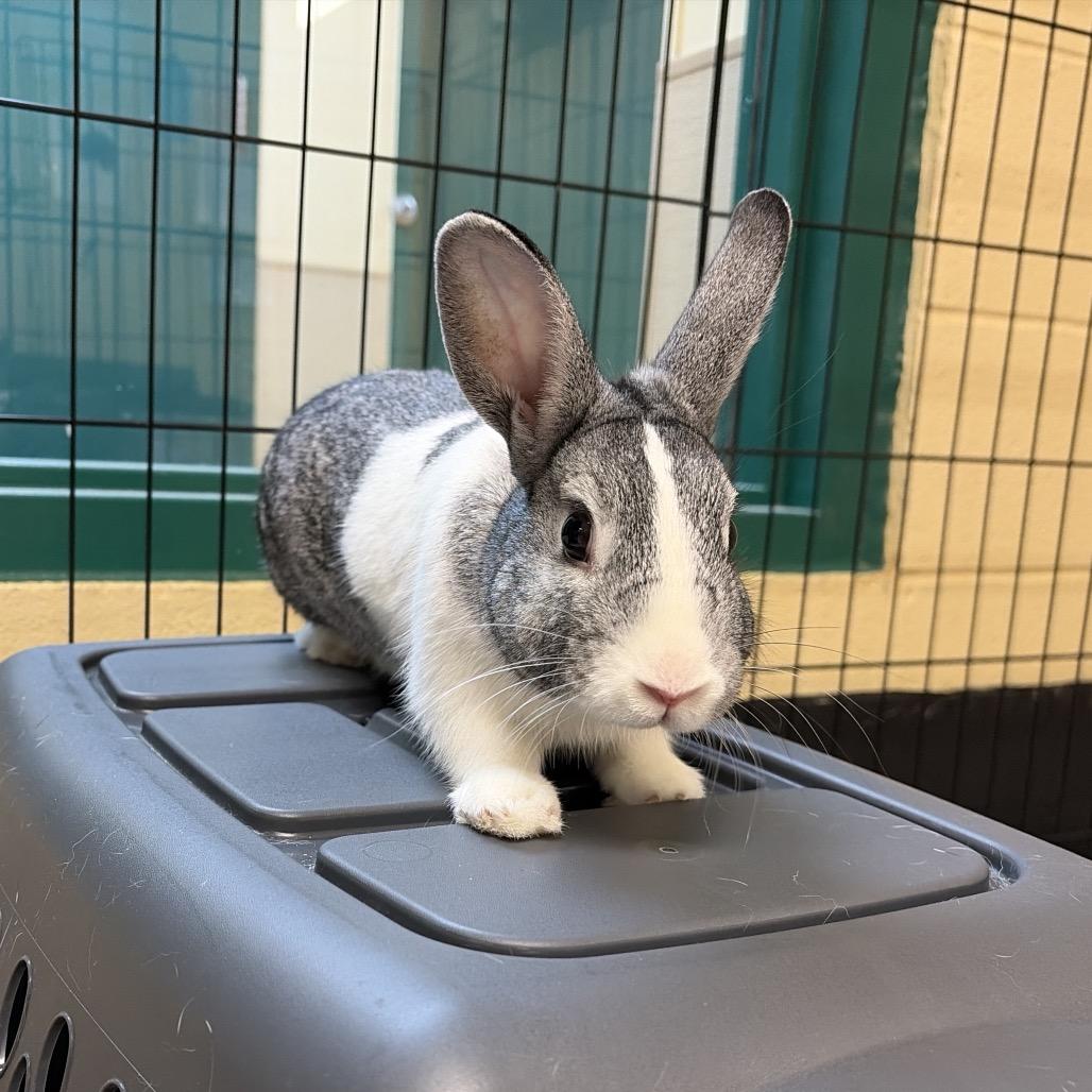 Mister, Adoptable, Young Male Bunny Rabbit.