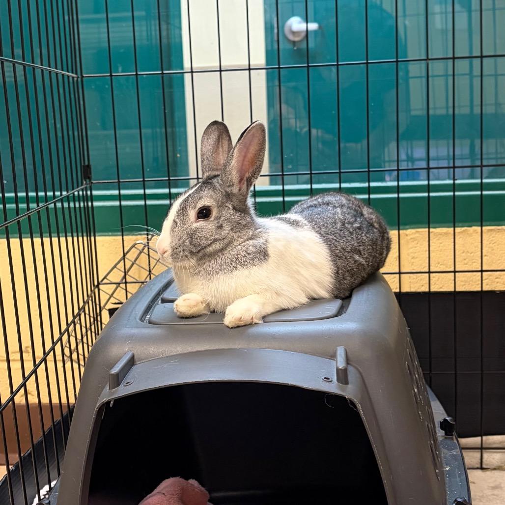 Enlarge Mister, a Adoptable Bunny Rabbit in Waukesha, WI image 2/3