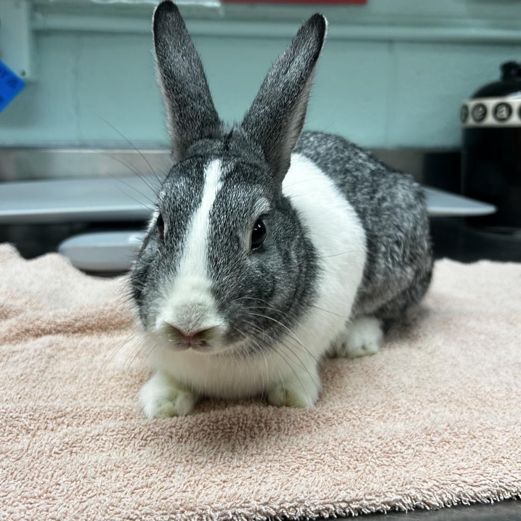 Enlarge Mister, a Adoptable Bunny Rabbit in Waukesha, WI image 3/3