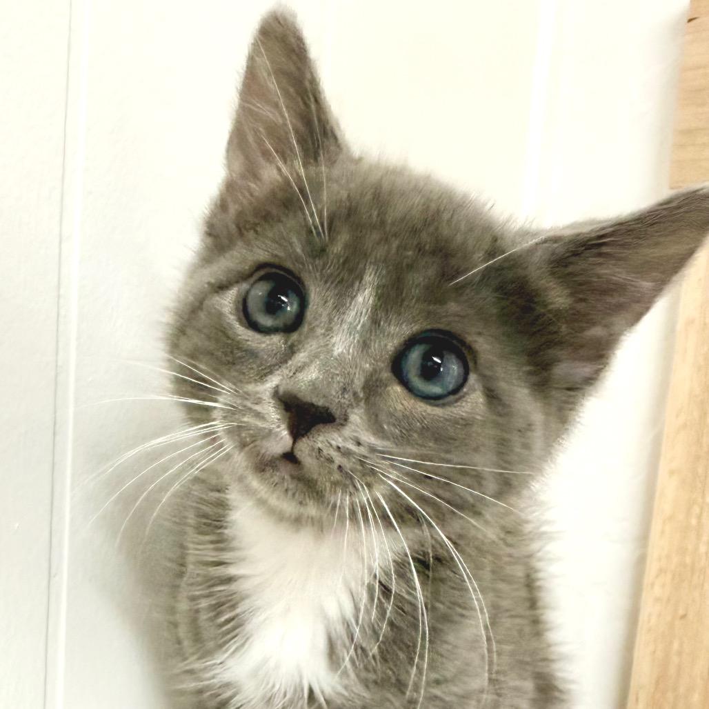 Rocket, Adoptable, Kitten Male Domestic Medium Hair.