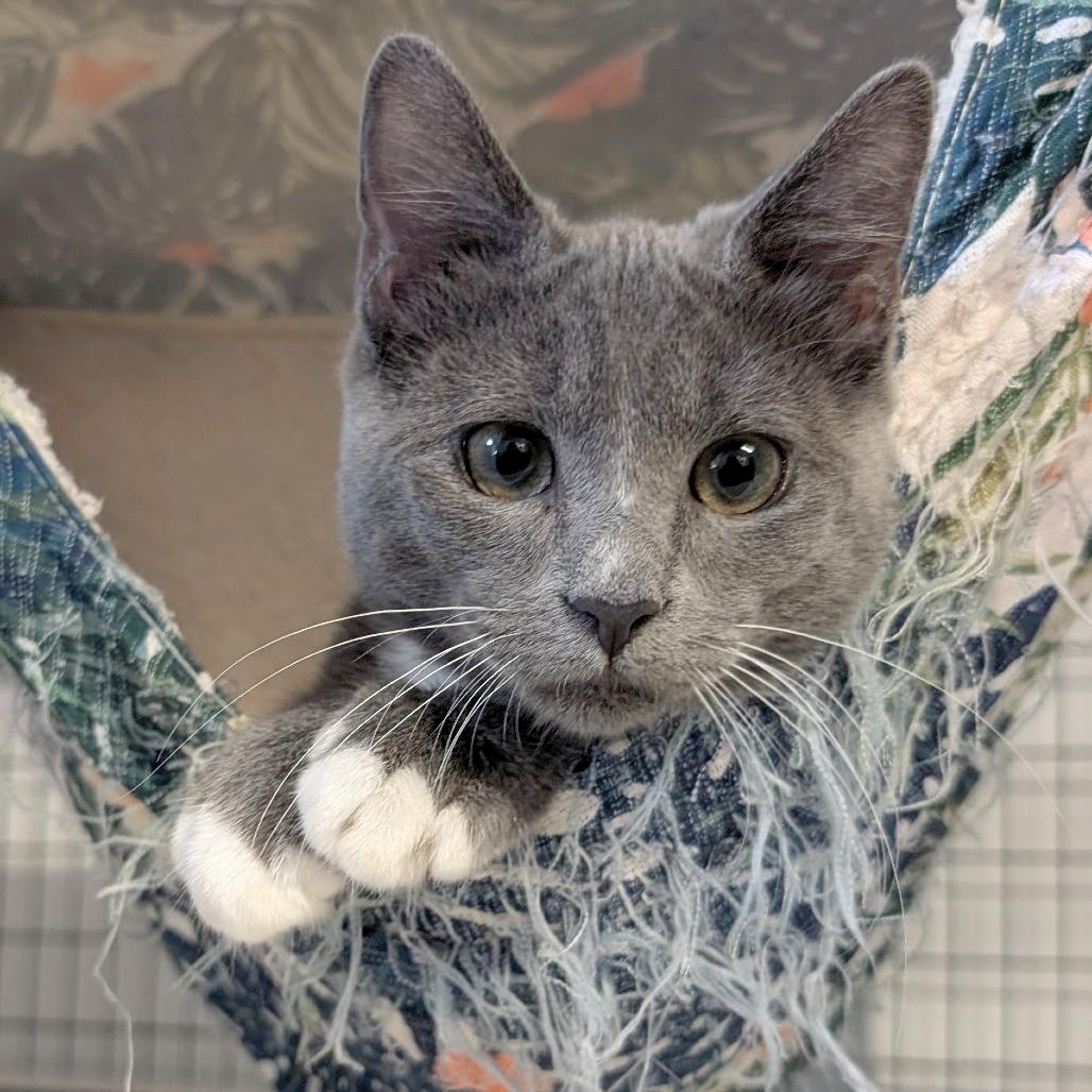 Enlarge Rocket, a Adoptable Domestic Medium Hair in Redwood Valley, CA image 2/6